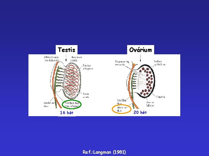 Testis Ovárium 16 hét 20 hét Ref. : Langman (1981) 