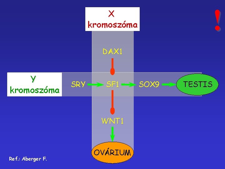 ! X kromoszóma DAX 1 Y kromoszóma SRY SF 1 WNT 1 Ref. :