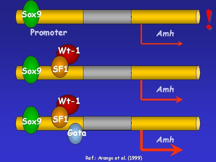 Sox 9 Promoter Amh Wt-1 Sox 9 SF 1 Gata Ref. : Arango et