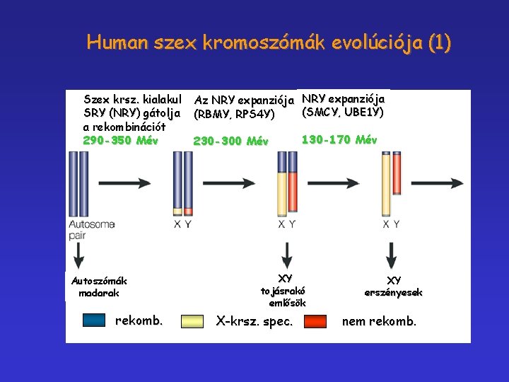 Human szex kromoszómák evolúciója (1) Szex krsz. kialakul SRY (NRY) gátolja a rekombinációt 290