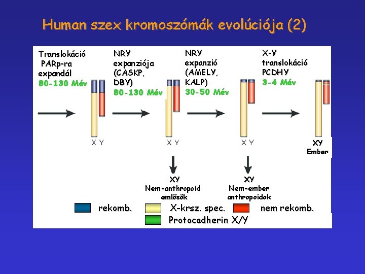 Human szex kromoszómák evolúciója (2) Translokáció PARp-ra expandál 80 -130 Mév NRY expanziója (CASKP,