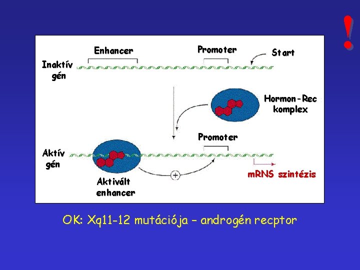 Enhancer Promoter Inaktív gén Start Hormon-Rec komplex Promoter Aktív gén Aktivált enhancer m. RNS