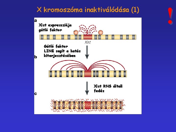 X kromoszóma inaktiválódása (1) Xist expressziója gátló faktor Gátló faktor LINE segít a hatás