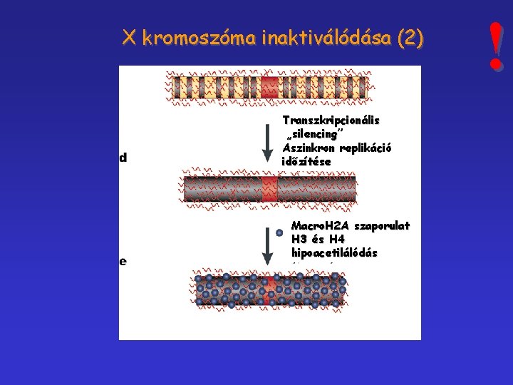 X kromoszóma inaktiválódása (2) Transzkripcionális „silencing” Aszinkron replikáció időzítése Macro. H 2 A szaporulat