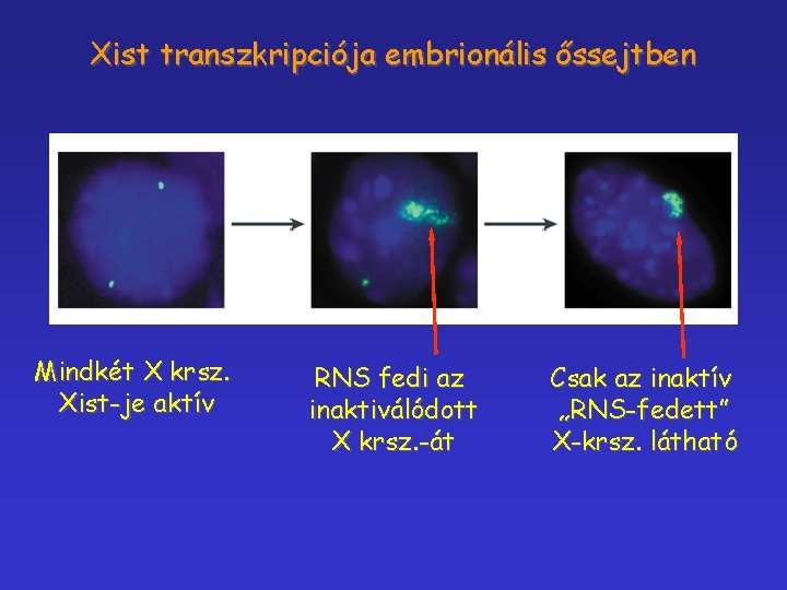 Xist transzkripciója embrionális őssejtben Mindkét X krsz. Xist-je aktív RNS fedi az inaktiválódott X