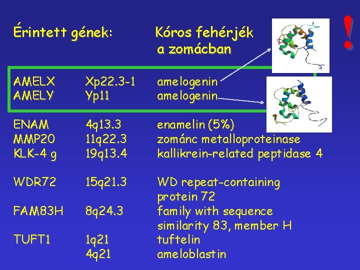 Érintett gének: Kóros fehérjék a zomácban AMELX AMELY Xp 22. 3 -1 Yp 11