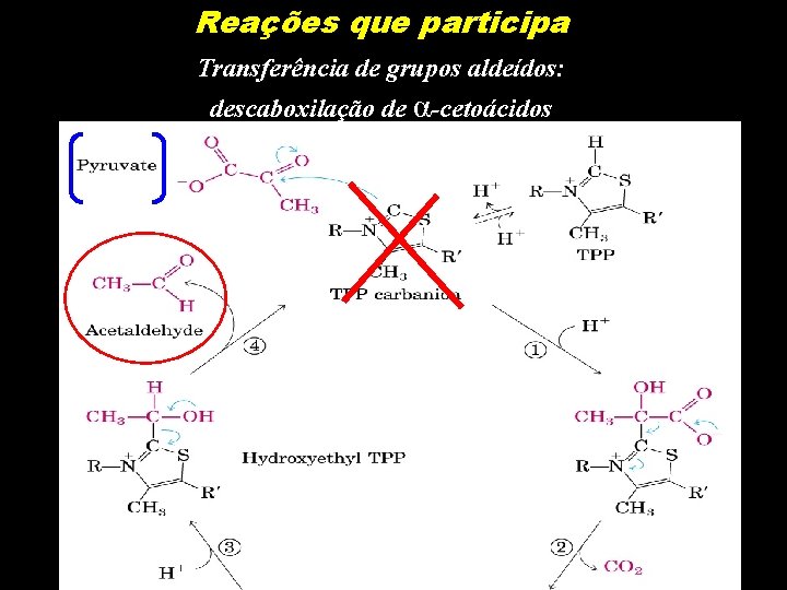 Reações que participa Transferência de grupos aldeídos: descaboxilação de α-cetoácidos 