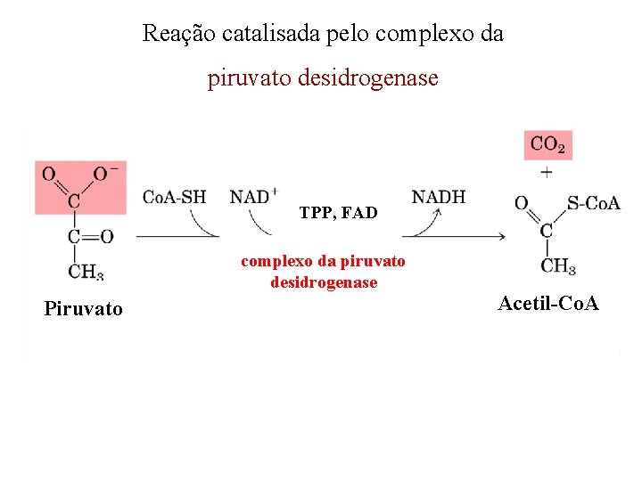 Reação catalisada pelo complexo da piruvato desidrogenase TPP, FAD complexo da piruvato desidrogenase Piruvato