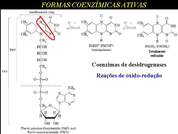 FORMAS COENZÍMICAS ATIVAS Totalmente reduzido Coenzimas de desidrogenases Reações de óxido-redução 