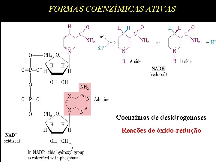 FORMAS COENZÍMICAS ATIVAS Coenzimas de desidrogenases Reações de óxido-redução 