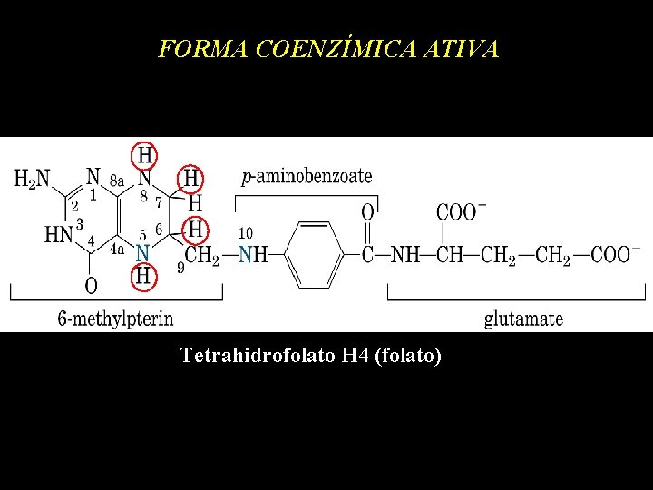 FORMA COENZÍMICA ATIVA Tetrahidrofolato H 4 (folato) 