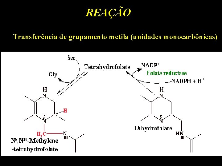 REAÇÃO Transferência de grupamento metila (unidades monocarbônicas) 