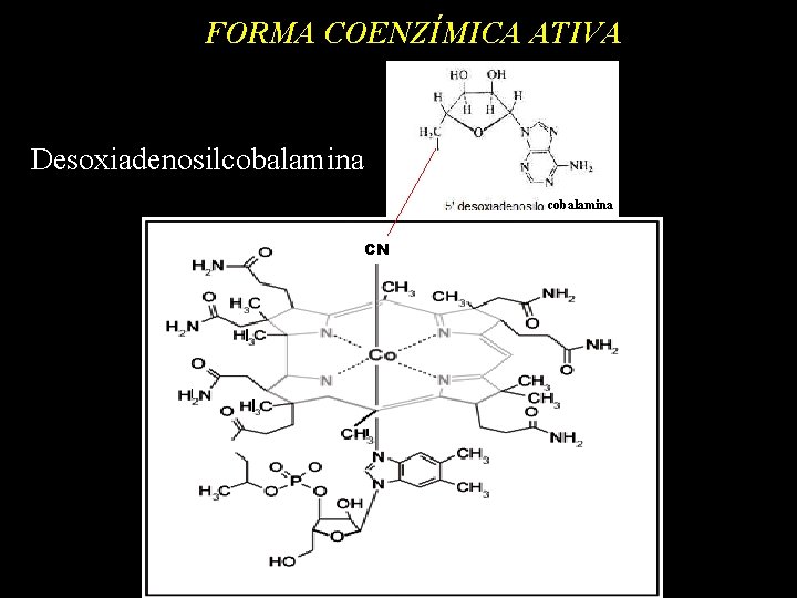 FORMA COENZÍMICA ATIVA Desoxiadenosilcobalamina CN 