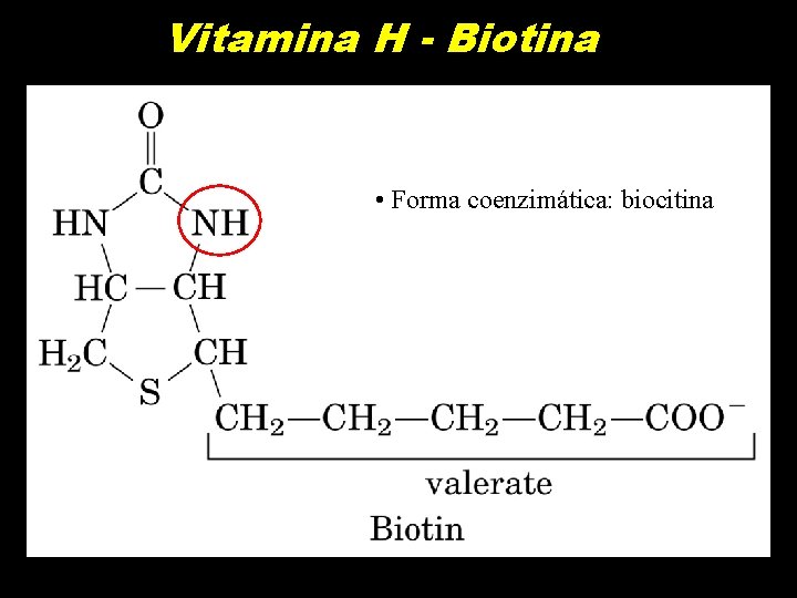 Vitamina H - Biotina • Forma coenzimática: biocitina 