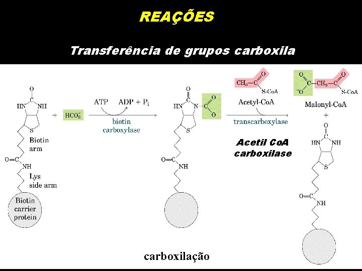 REAÇÕES Transferência de grupos carboxila Acetil Co. A carboxilase carboxilação 
