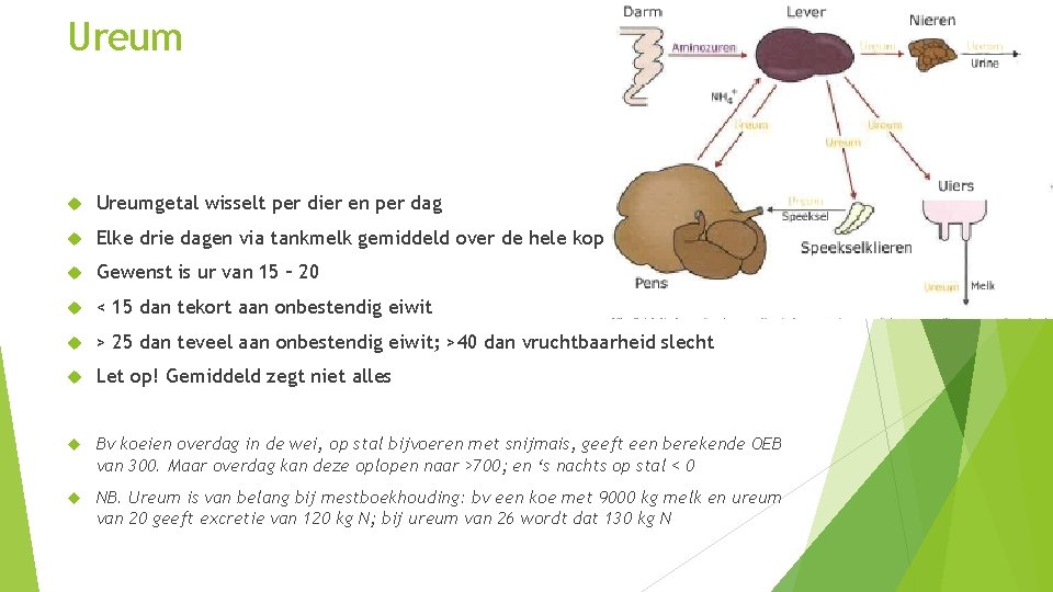 Ureumgetal wisselt per dier en per dag Elke drie dagen via tankmelk gemiddeld over