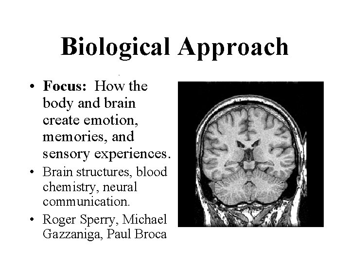 Biological Approach • Focus: How the body and brain create emotion, memories, and sensory