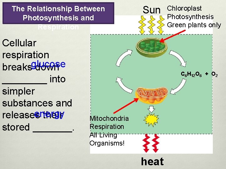 The Relationship Between Photosynthesis and Respiration Cellular respiration glucose breaks down ____ into simpler