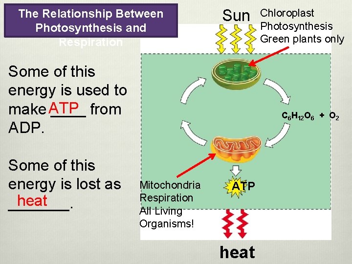 The Relationship Between Photosynthesis and Respiration Sun Some of this energy is used to