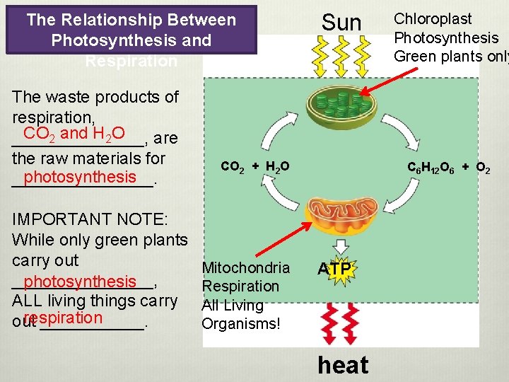 The Relationship Between Photosynthesis and Respiration The waste products of respiration, CO 2 and