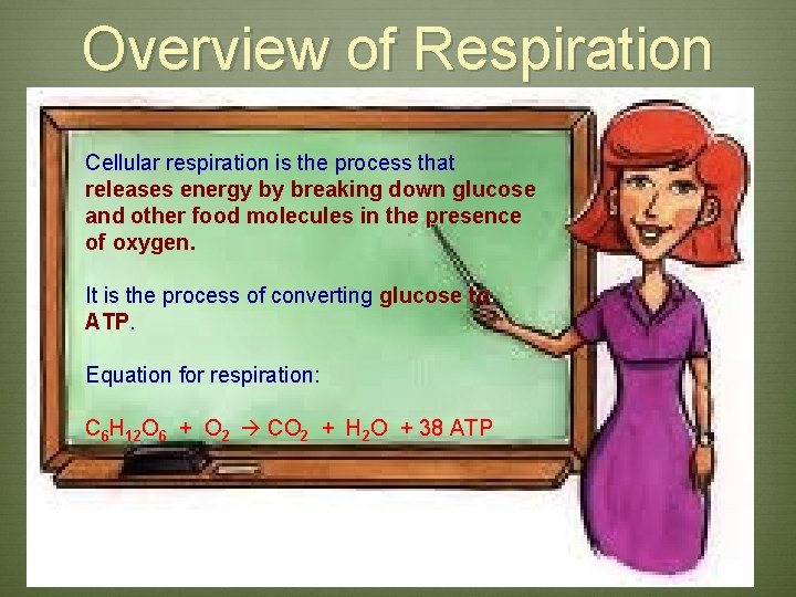 Overview of Respiration Cellular respiration is the process that releases energy by breaking down