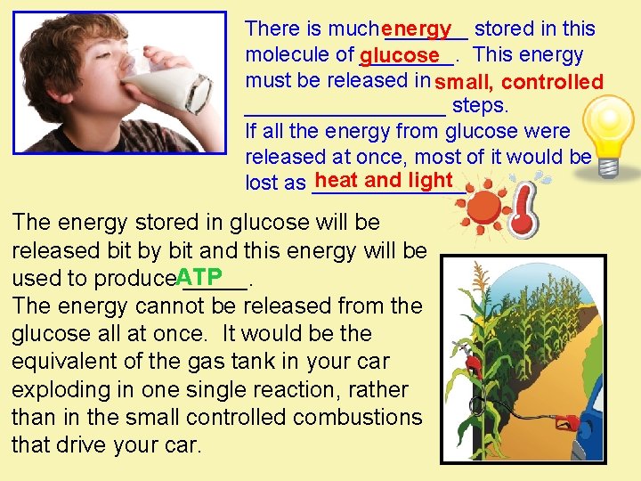 There is much _______ stored in this energy molecule of ____. This energy glucose