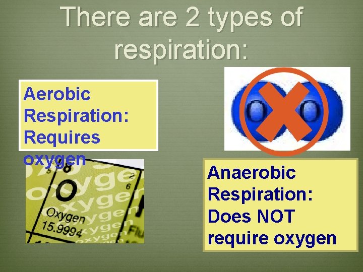 There are 2 types of respiration: Aerobic Respiration: Requires oxygen Anaerobic Respiration: Does NOT