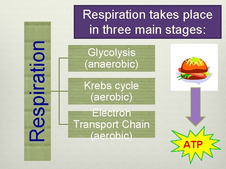Respiration takes place in three main stages: Glycolysis (anaerobic) Krebs cycle (aerobic) Electron Transport