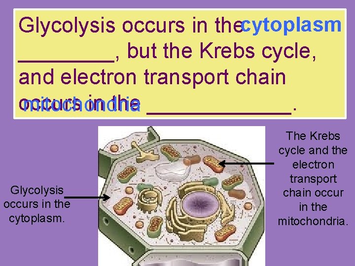Glycolysis occurs in the cytoplasm ____, but the Krebs cycle, and electron transport chain