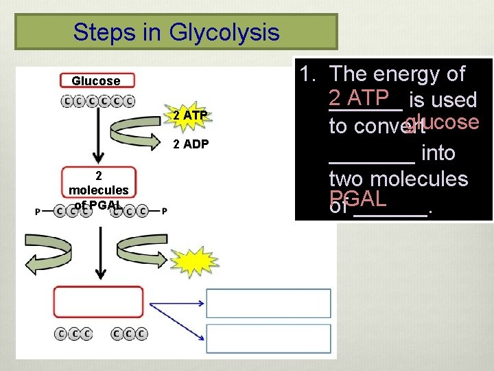 Steps in Glycolysis Glucose 2 ATP 2 ADP 2 molecules of PGAL 1. The