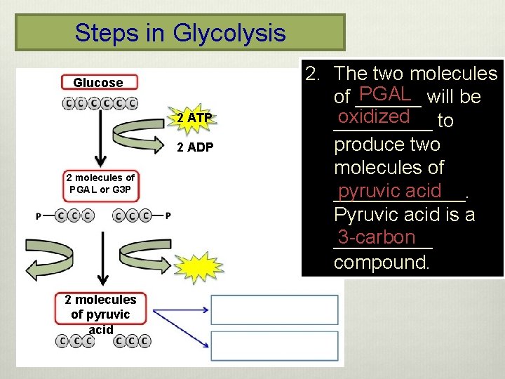 Steps in Glycolysis Glucose 2 ATP 2 ADP 2 molecules of PGAL or G