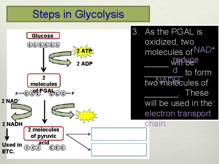 Steps in Glycolysis Glucose 2 ATP 2 ADP 2 molecules of PGAL 2 NAD+