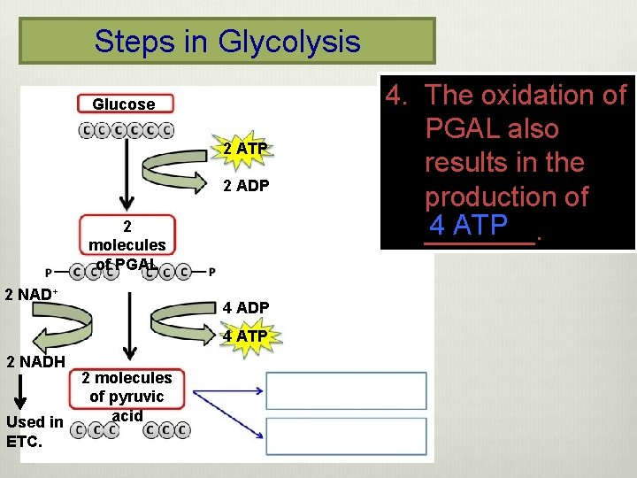 Steps in Glycolysis Glucose 2 ATP 2 ADP 2 molecules of PGAL 2 NAD+