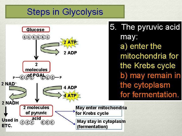 Steps in Glycolysis Glucose 2 ATP 2 ADP 2 molecules of PGAL 2 NAD+