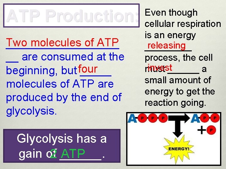 ATP Production: Two molecules of ATP _________ __ are consumed at the four beginning,