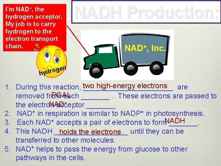 NADH Production: I’m NAD+, the hydrogen acceptor. My job is to carry hydrogen to