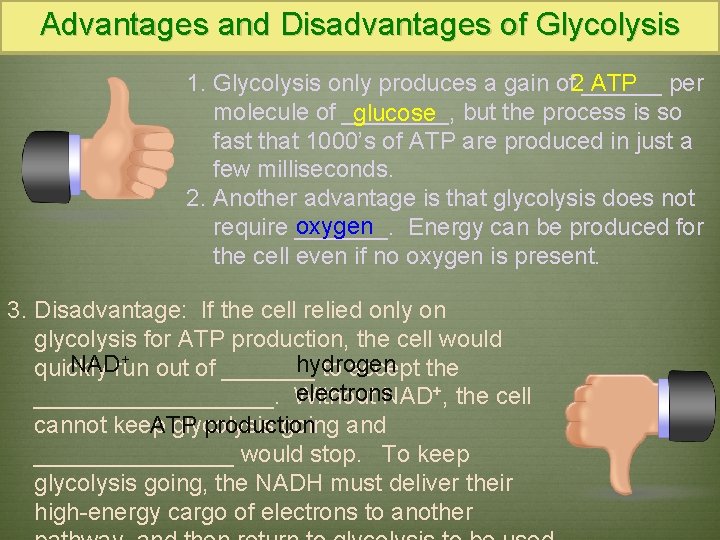 Advantages and Disadvantages of Glycolysis 2 ATP 1. Glycolysis only produces a gain of