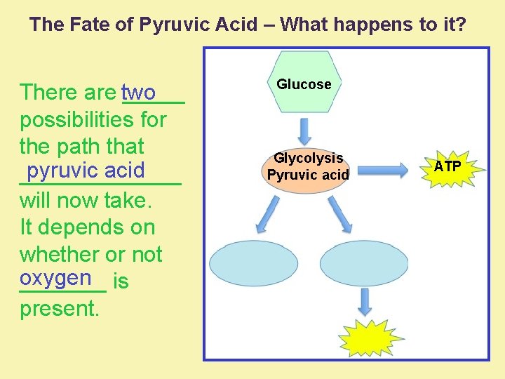 The Fate of Pyruvic Acid – What happens to it? There are _____ two