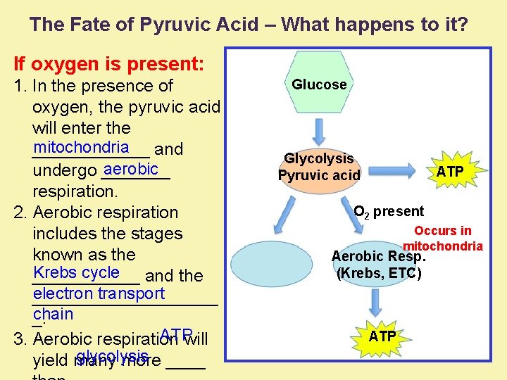 The Fate of Pyruvic Acid – What happens to it? If oxygen is present: