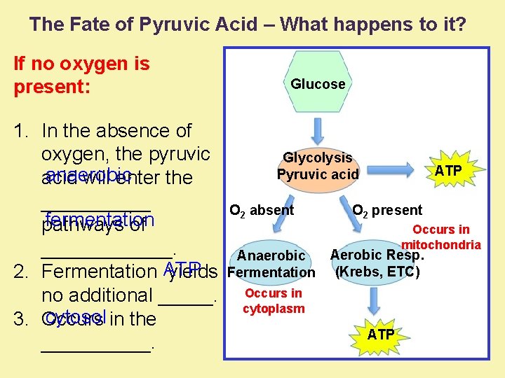 The Fate of Pyruvic Acid – What happens to it? If no oxygen is