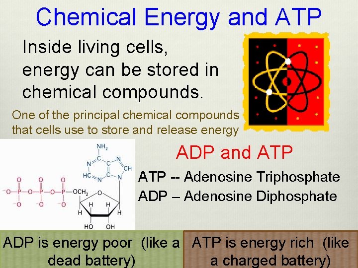 Chemical Energy and ATP Inside living cells, energy can be stored in chemical compounds.