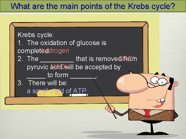 What are the main points of the Krebs cycle? Krebs cycle: 1. The oxidation