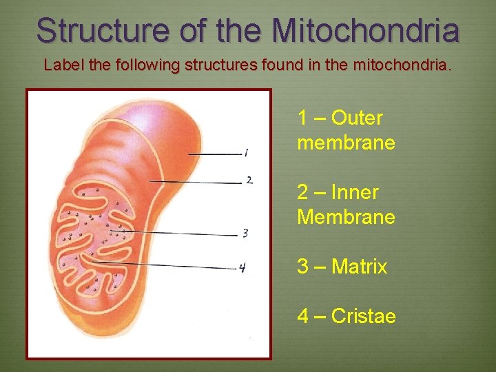 Structure of the Mitochondria Label the following structures found in the mitochondria. 1 –