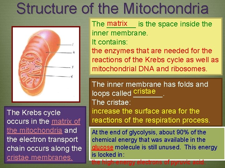 Structure of the Mitochondria matrix The _______ is the space inside the inner membrane.