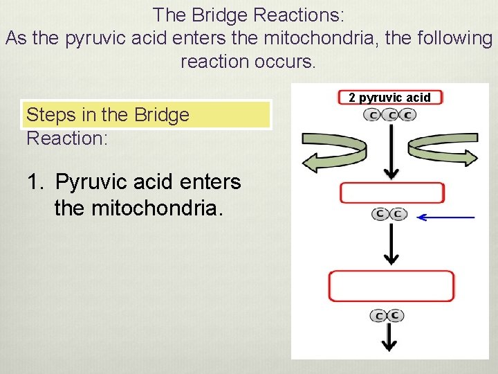 The Bridge Reactions: As the pyruvic acid enters the mitochondria, the following reaction occurs.