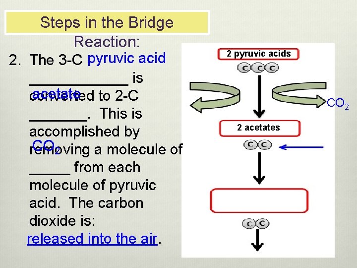 Steps in the Bridge Reaction: 2. The 3 -C pyruvic acid ______ is acetate
