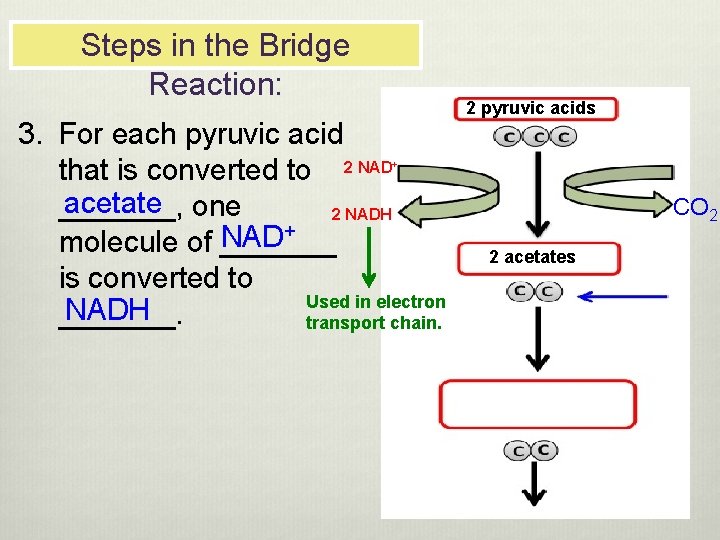 Steps in the Bridge Reaction: 3. For each pyruvic acid that is converted to