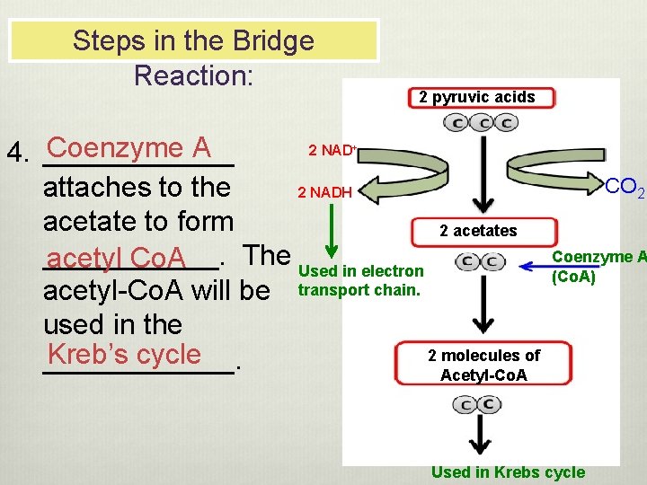 Steps in the Bridge Reaction: 2 pyruvic acids 2 NAD Coenzyme A 4. ______