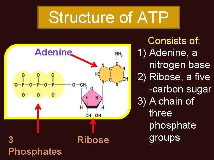 Structure of ATP Adenine 3 Phosphates Ribose Consists of: 1) Adenine, a nitrogen base