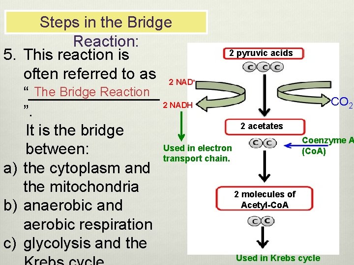 5. Steps in the Bridge Reaction: 2 pyruvic acids This reaction is often referred